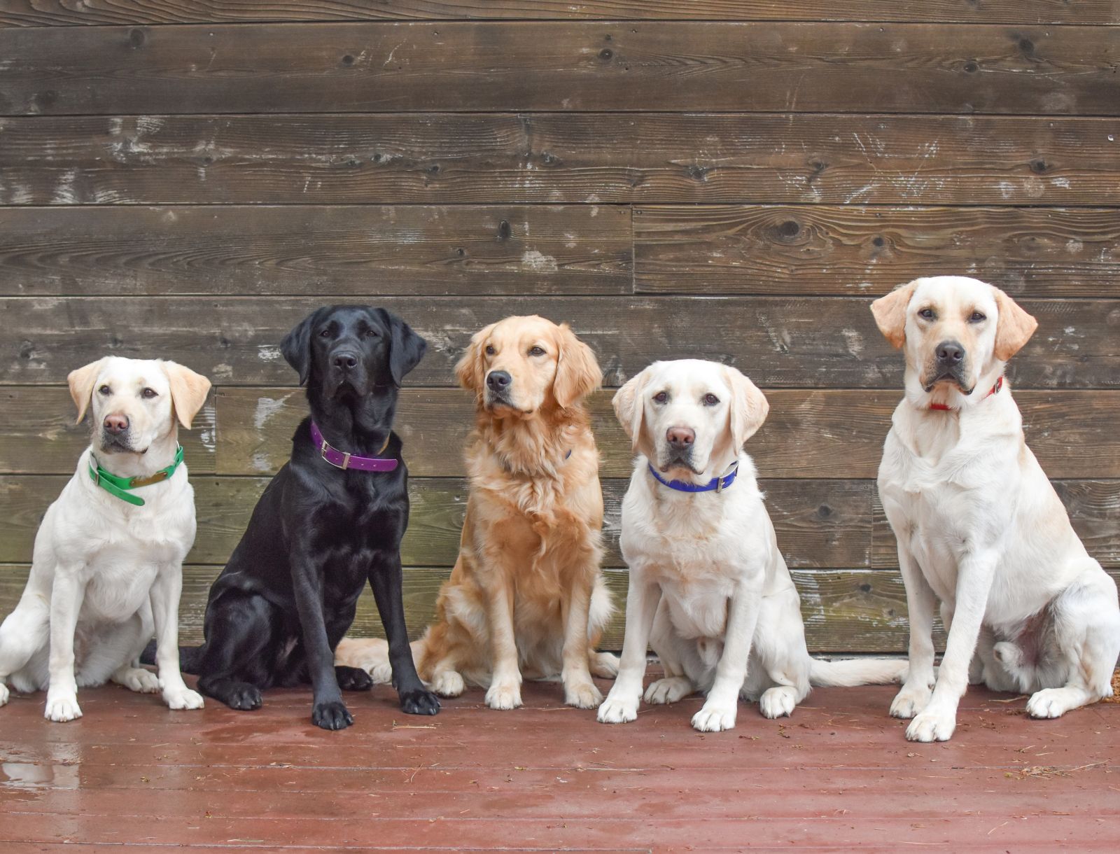 Dogs%20moved%20into%20AT%20in%20FY25%20Q3%20copy.jpeg