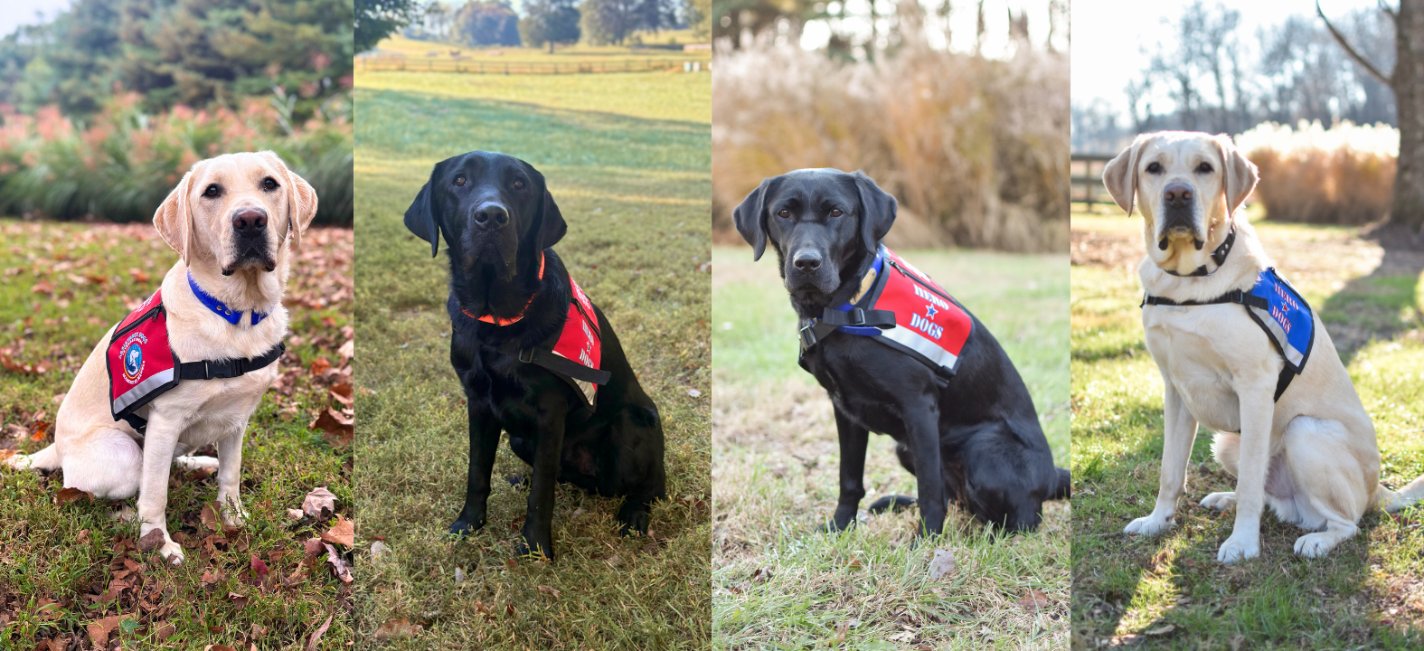 Dogs%20placed%20for%20FY26%20Q3%20newsletter.png