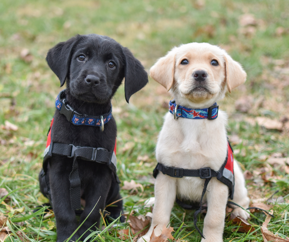New%20puppies%20for%20FY25%20Q3%20newsletter.png