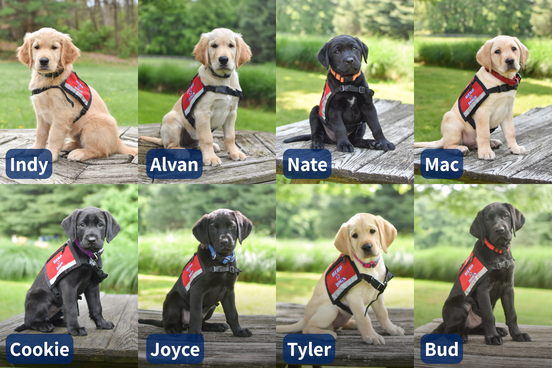 New%20puppies%20for%20FY26Q4%20newsletter.png
